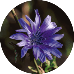 Fructooligosaccharides